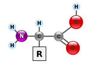 amino acid