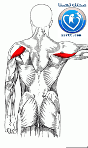 تمارين عضلات الكتف الخلفية افضل تمارين ستحقق نتيجه 1