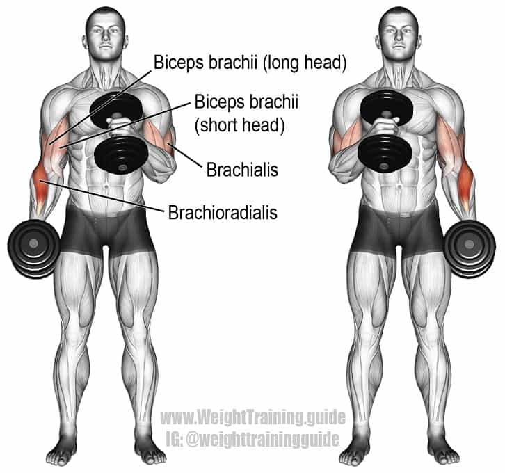 تمارين الذراع لتضخيم عضلات (الباى والتراى والساعد والرست) 2